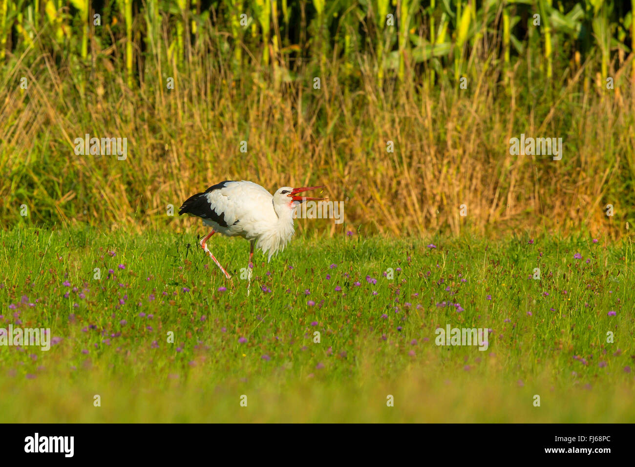 white stork (Ciconia ciconia), with caught grasshopper in a flower meadow, Germany, Bavaria Stock Photo