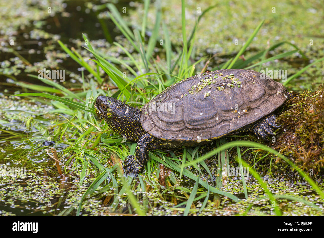 European pond terrapin, European pond turtle, European pond tortoise ...