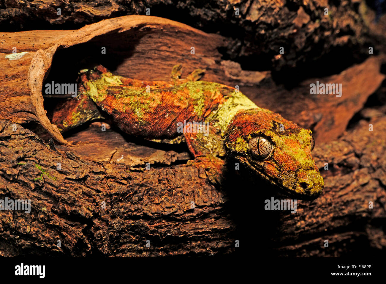 Bavay's Giant Gecko, mossy New Caledonian gecko, Short-snouted New Caledonian gecko, Bavay's giant gecko, mossy prehensile-tailed gecko (Rhacodactylus chahoua, Mniarogekko chahoua), looks out of a tree hole, New Caledonia, Ile des Pins Stock Photo