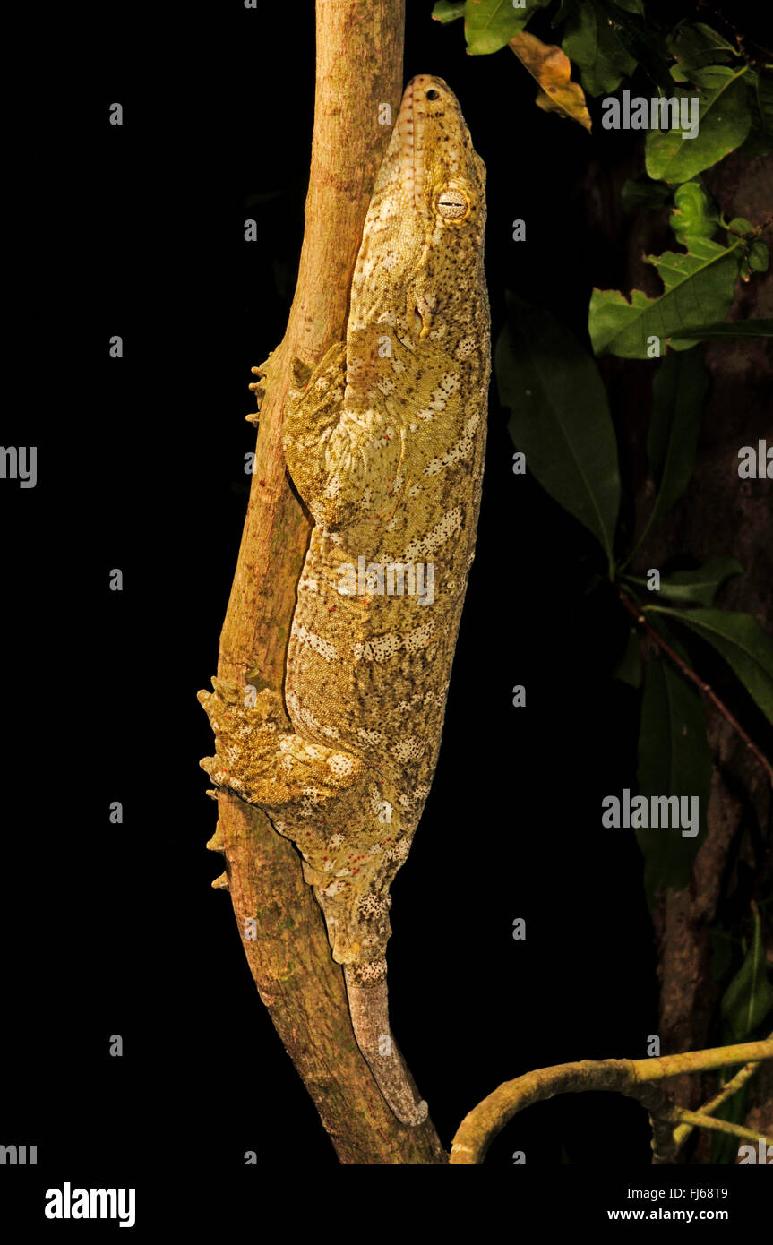 New Caledonian giant gecko, Leach's giant gecko, New Caledonia Giant Gecko   (Rhacodactylus leachianus henkeli, Rhacodactylus henkeli), sits on a branch, New Caledonia, Ile des Pins Stock Photo