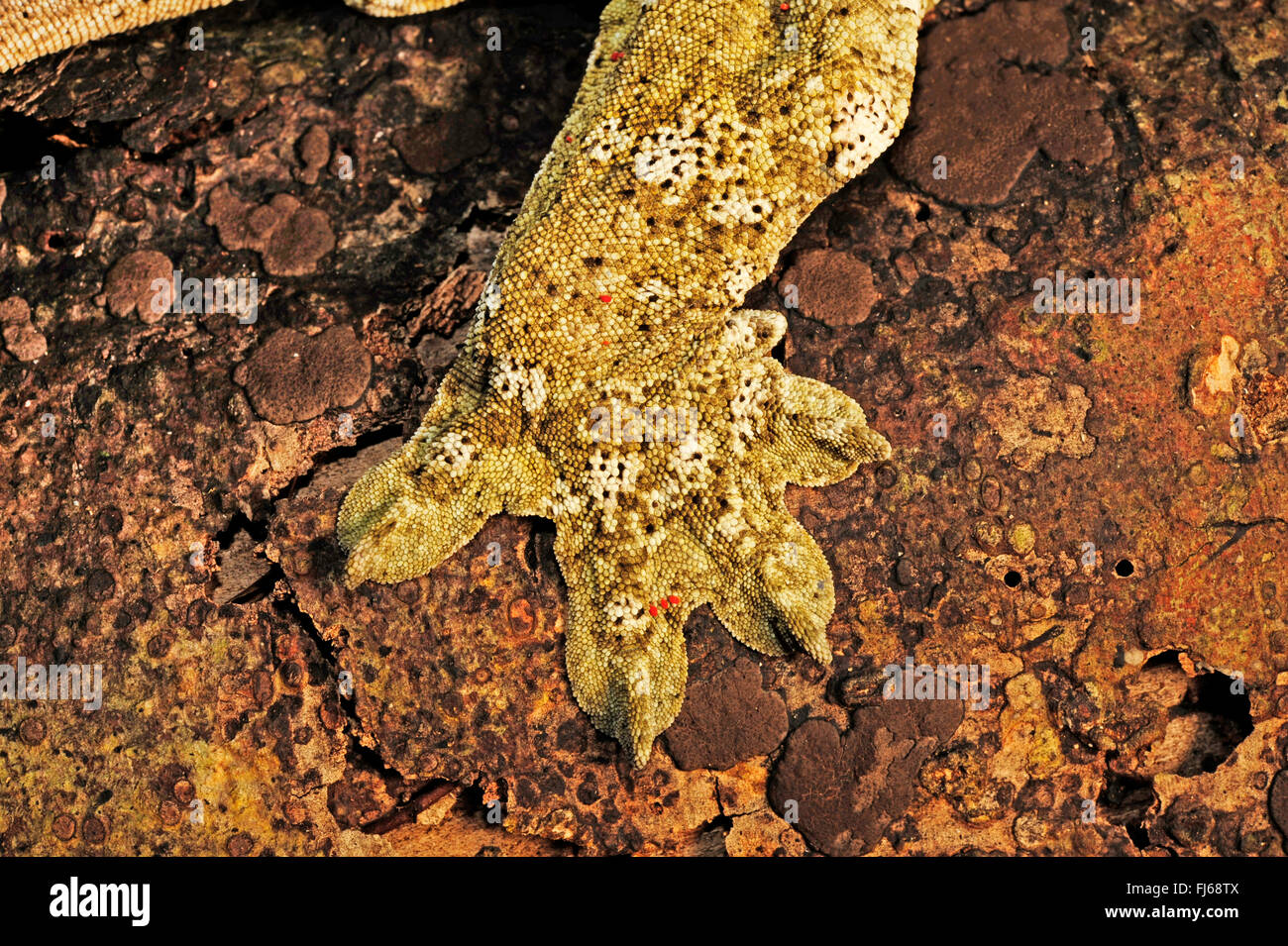 New Caledonian giant gecko, Leach's giant gecko, New Caledonia Giant Gecko   (Rhacodactylus leachianus henkeli, Rhacodactylus henkeli), hand, New Caledonia, Ile des Pins Stock Photo