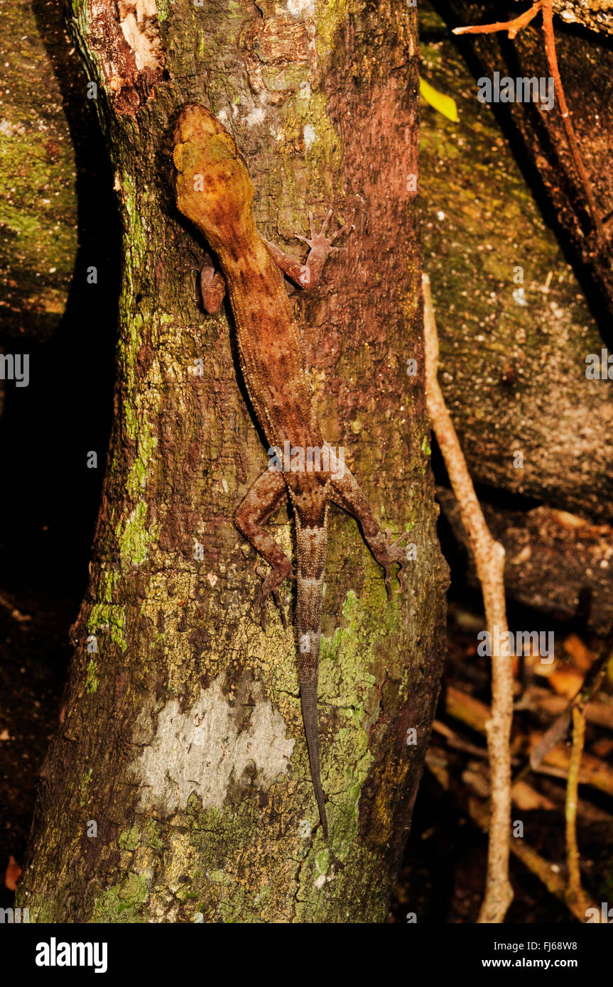 Pelagic Gecko, Rock Gecko, Bush Gecko (Nactus pelagicus), at a tree trunk, New Caledonia, ╬le des Pins Stock Photo