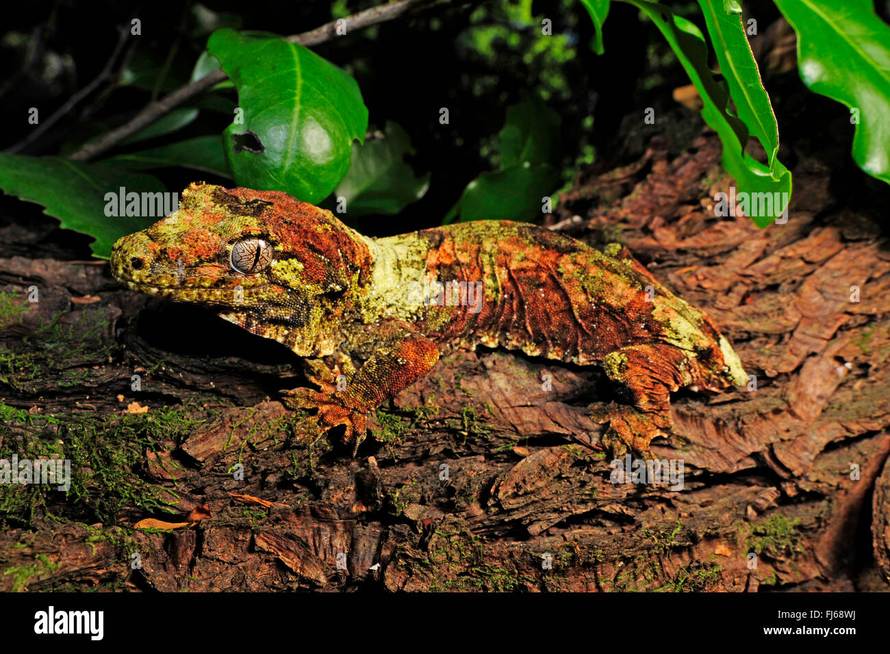 Bavay's Giant Gecko, mossy New Caledonian gecko, Short-snouted New Caledonian gecko, Bavay's giant gecko, mossy prehensile-tailed gecko (Rhacodactylus chahoua, Mniarogekko chahoua), perfectly camouflaged Bavay's Giant Gecko sits on a tree trunk , New Caledonia, Ile des Pins Stock Photo