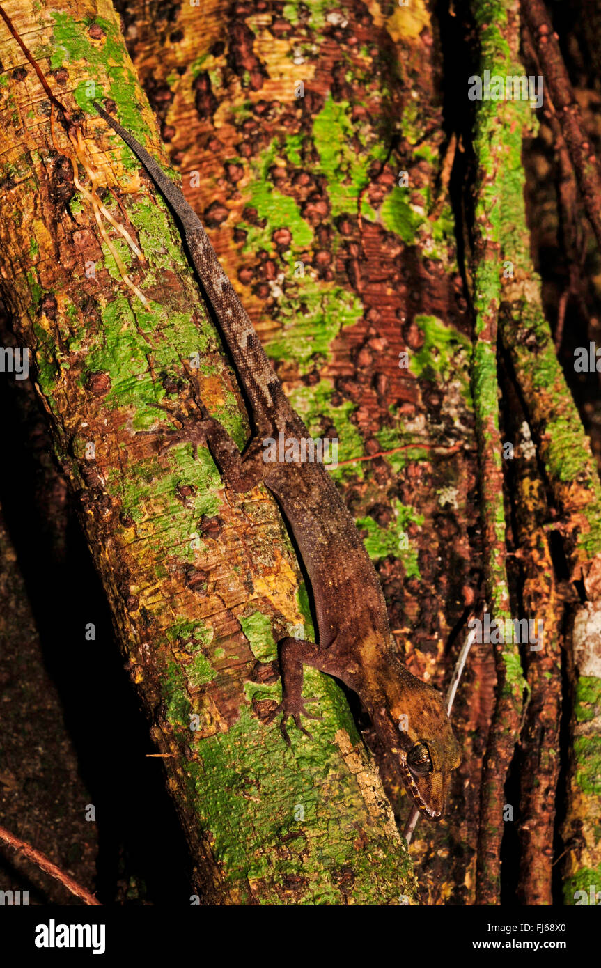 Pelagic Gecko, Rock Gecko, Bush Gecko (Nactus pelagicus), sits at tree trunk head first, New Caledonia, ╬le des Pins Stock Photo