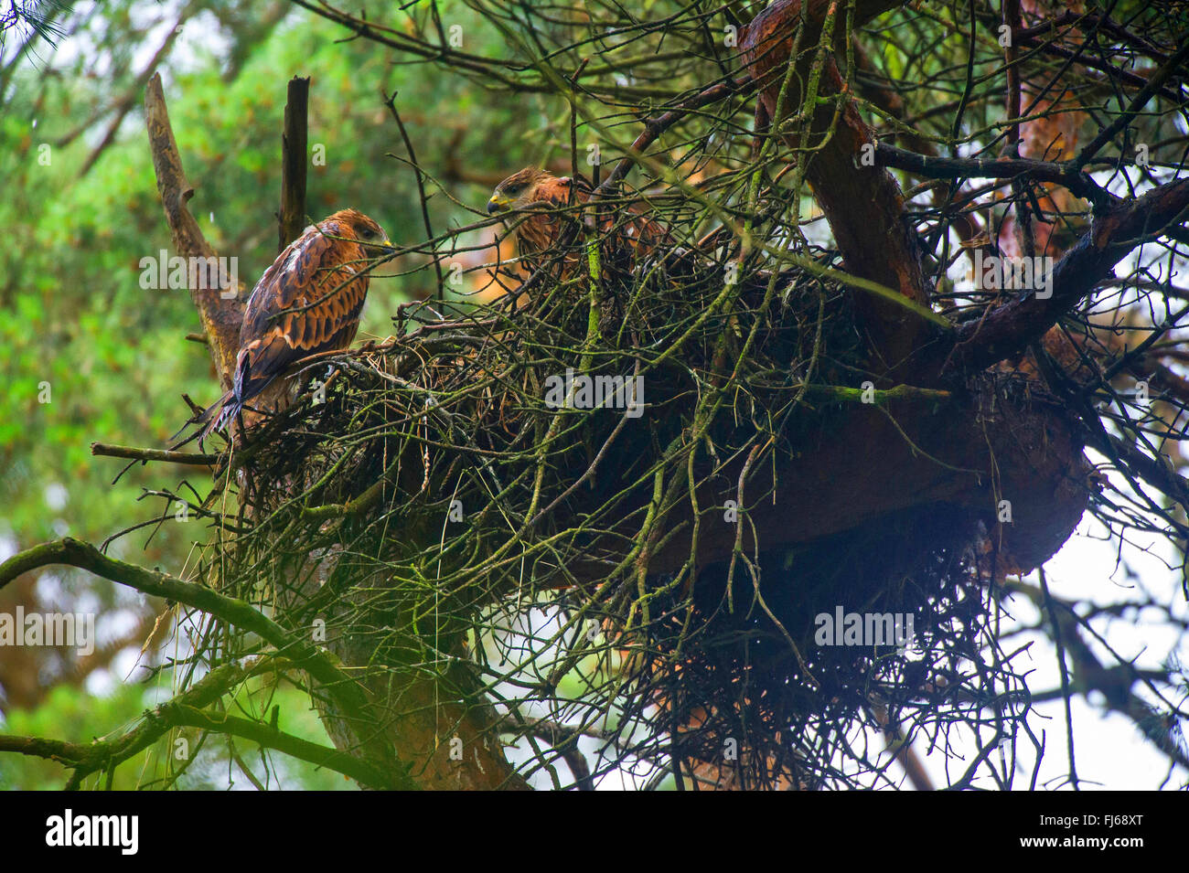 red kite (Milvus milvus), two young birds at the eyry on a tree, Germany, North Rhine-Westphalia Stock Photo