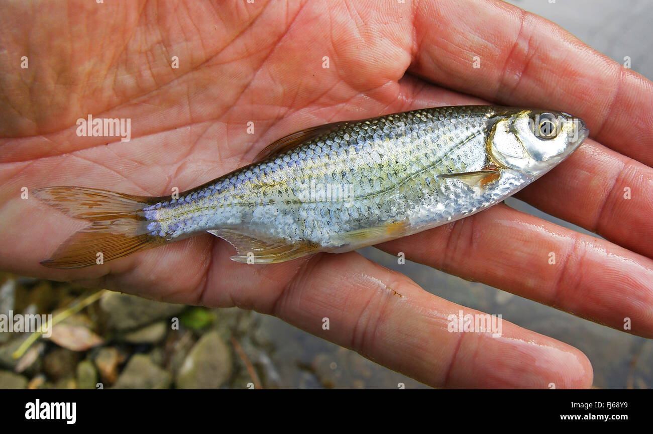 Minnow fish hand hi-res stock photography and images - Alamy