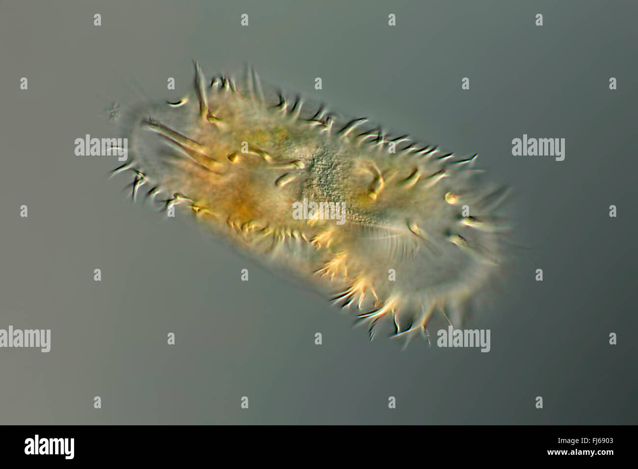 Ciliates ciliata hi-res stock photography and images - Alamy