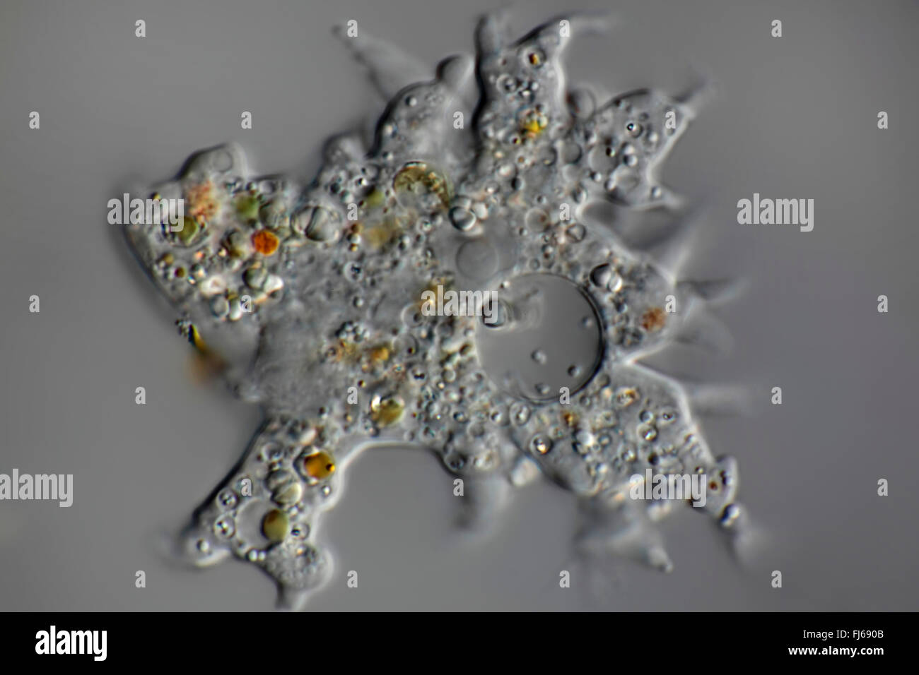 amobas, amoebas (Amoebozoa), amoeba Stock Photo