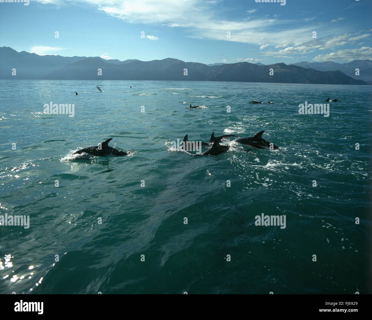 Gray's dusky dolphin (Lagenorhynchus obscurus), swimming school, Australia, Adelaide, Neptun Island Stock Photo