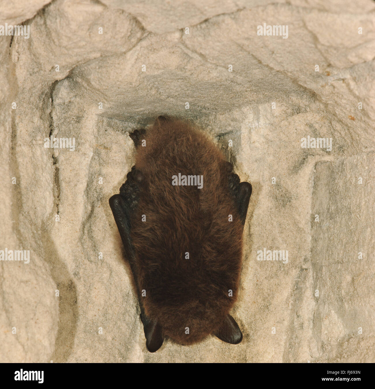 pond bat (Myotis dasycneme), winter sleep at a cave wall, Netherlands, Limbourg Stock Photo