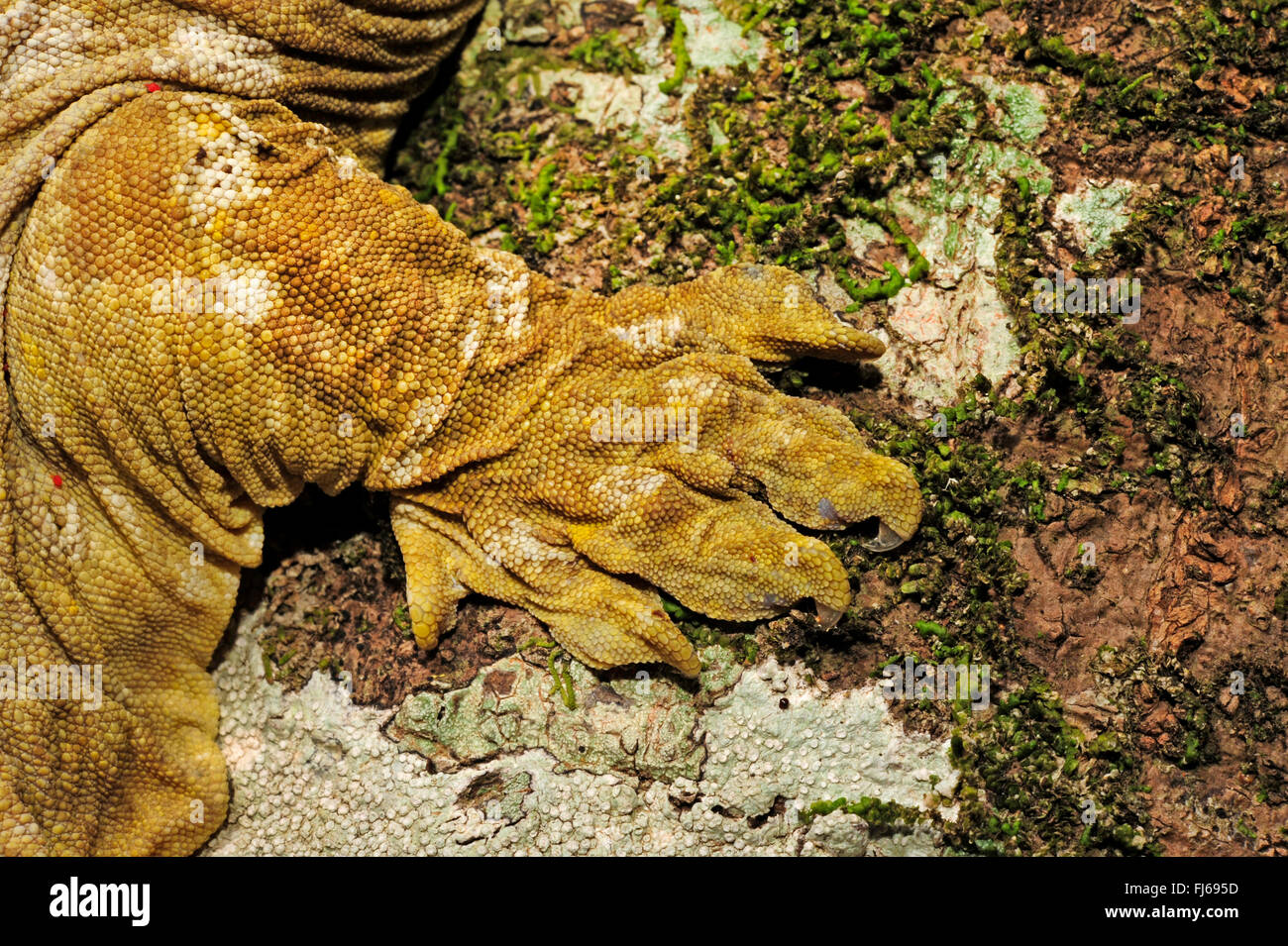 New Caledonian giant gecko, Leach's giant gecko, New Caledonia Giant Gecko   (Rhacodactylus leachianus henkeli, Rhacodactylus henkeli), hand, New Caledonia, Ile des Pins Stock Photo