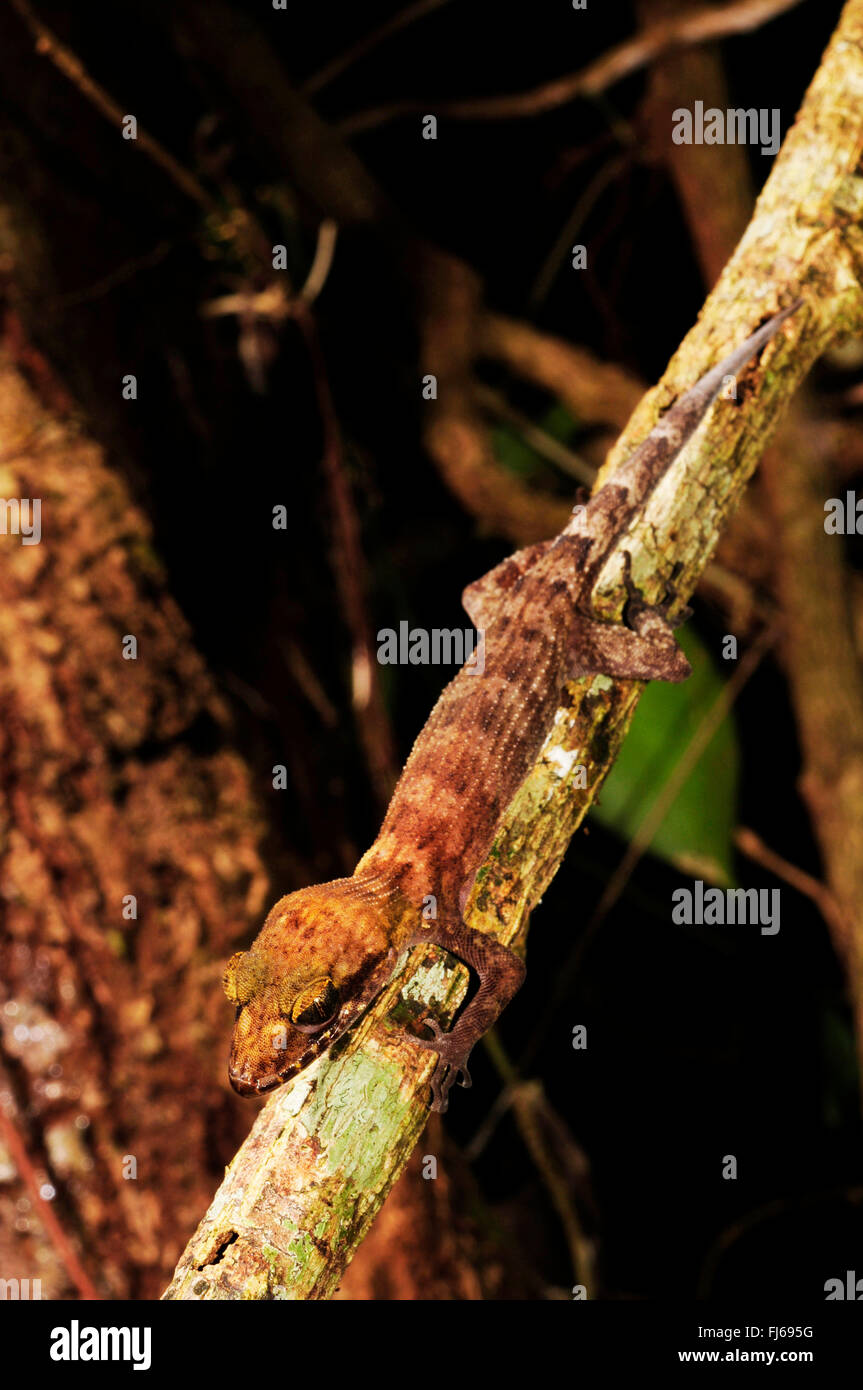Pelagic Gecko, Rock Gecko, Bush Gecko (Nactus pelagicus), sits at a liana head first, New Caledonia, ╬le des Pins Stock Photo