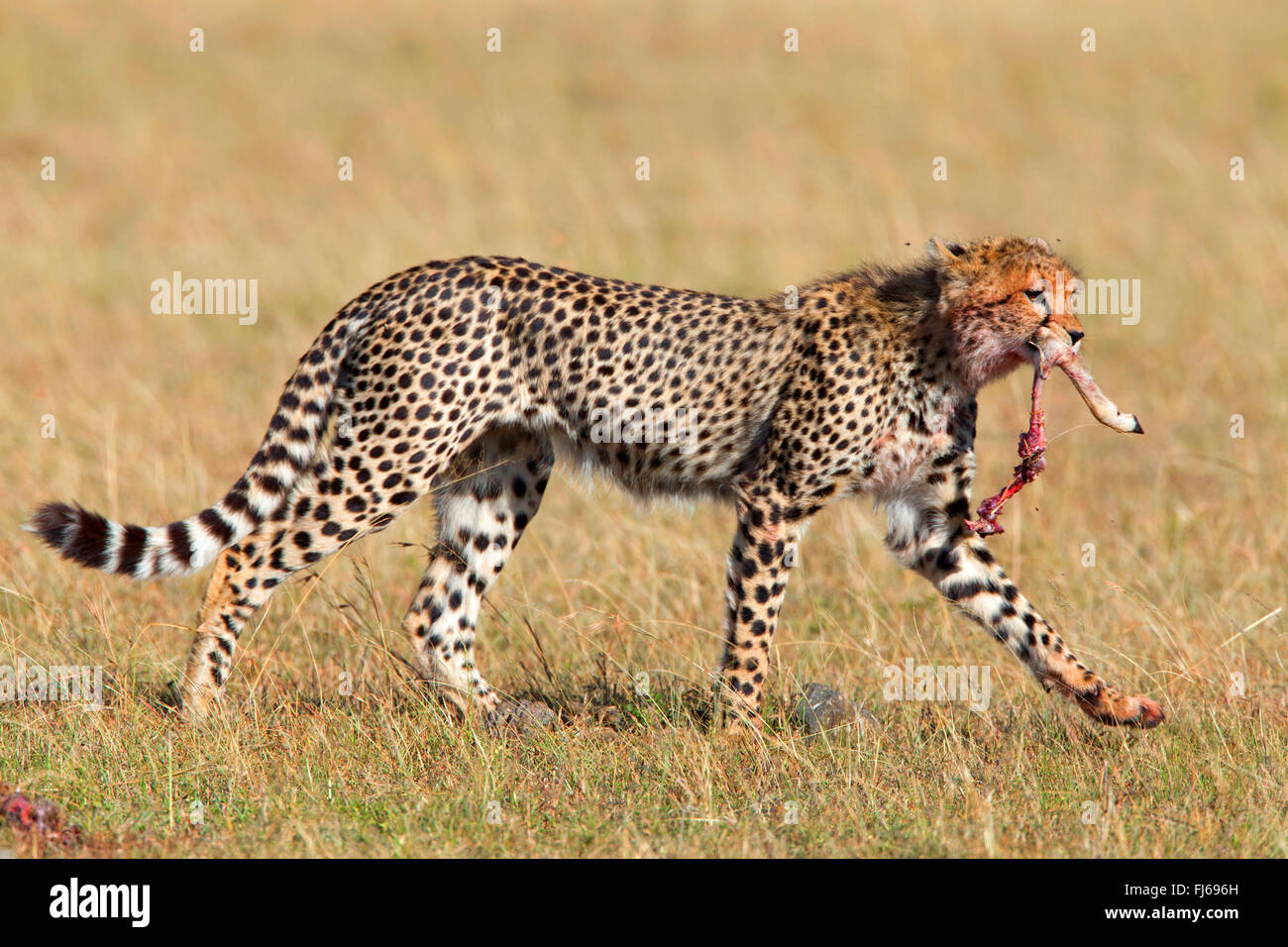 cheetah (Acinonyx jubatus), with a leg of a caught antelope in its mouth, Kenya, Masai Mara National Park Stock Photo