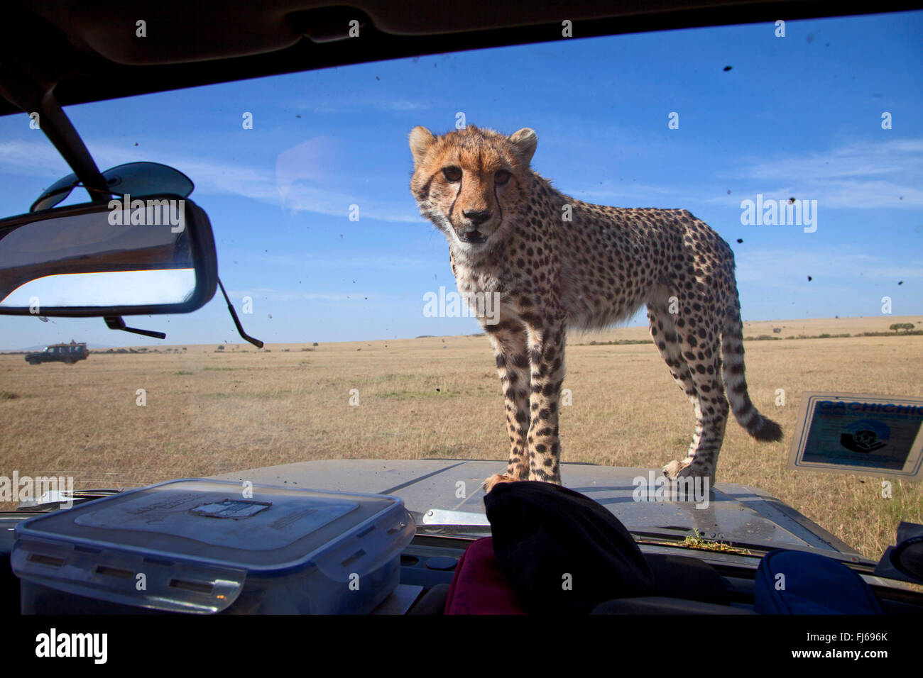 cheetah (Acinonyx jubatus), stands on an off-road vehicle, Kenya, Masai Mara National Park Stock Photo