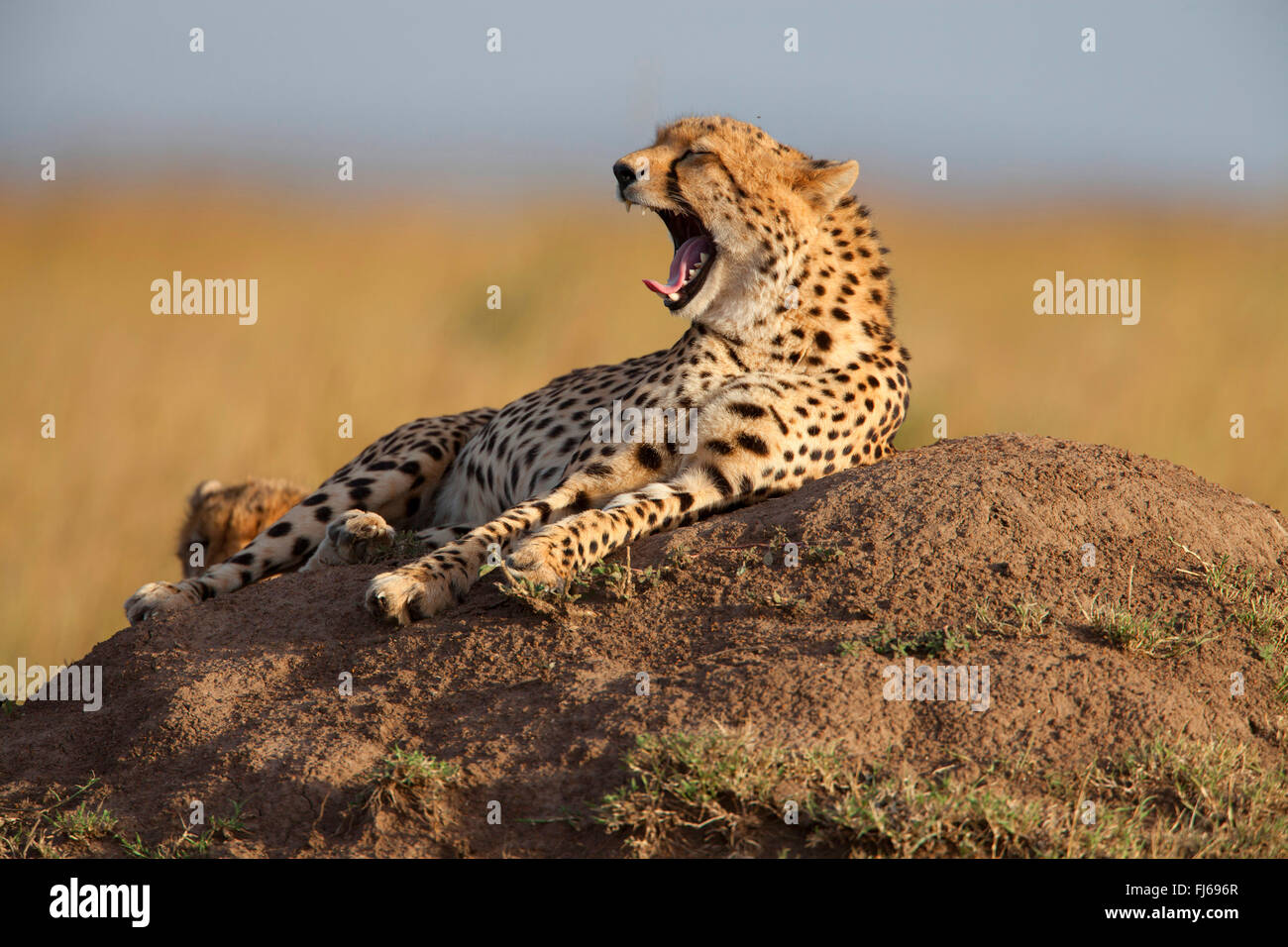 cheetah (Acinonyx jubatus), lies on a termite hill yawning, Kenya, Masai Mara National Park Stock Photo
