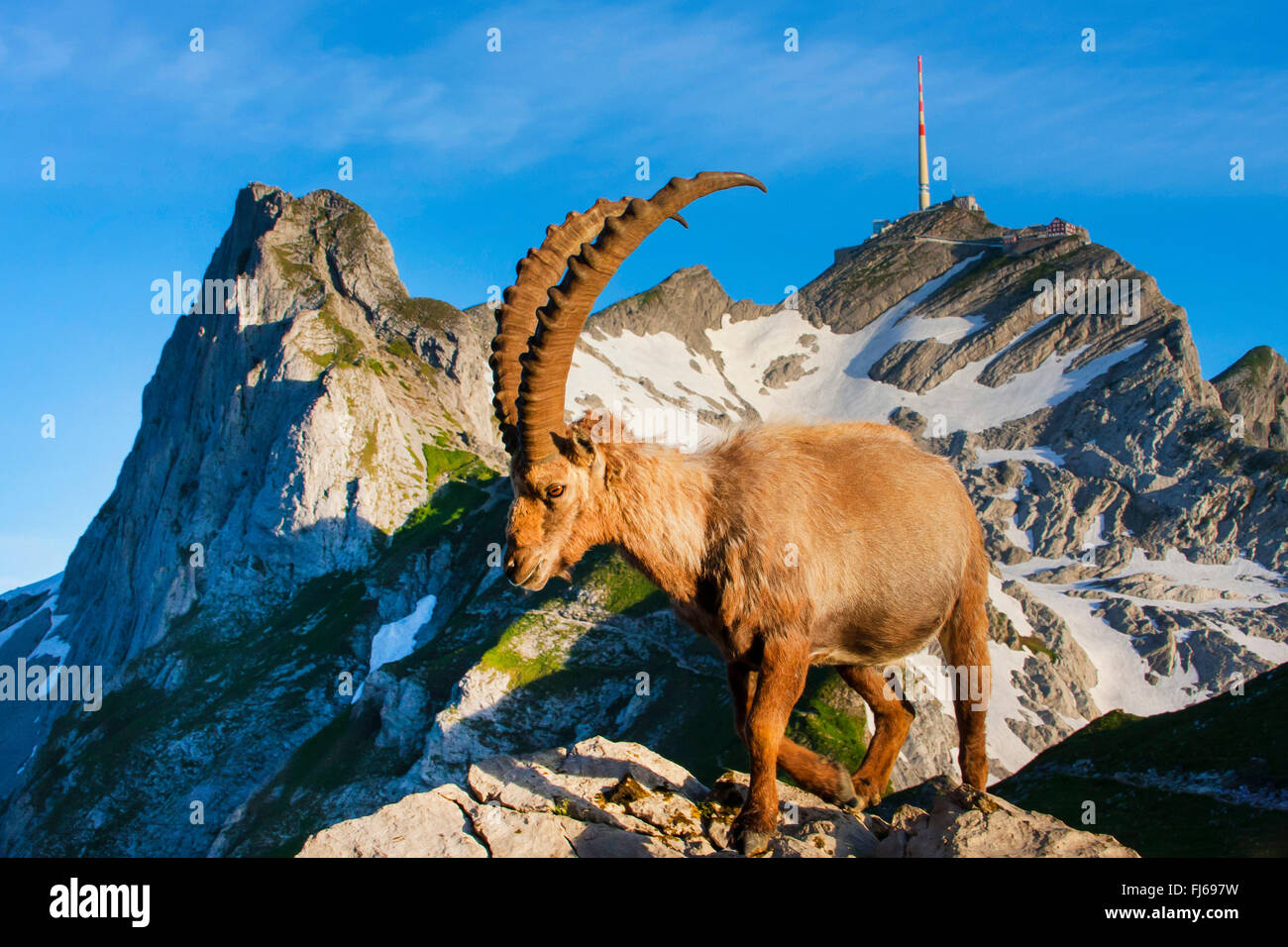 Alpine ibex (Capra ibex, Capra ibex ibex), standing in morning light in front of the Saentis peak, Switzerland, Alpstein, Saentis Stock Photo