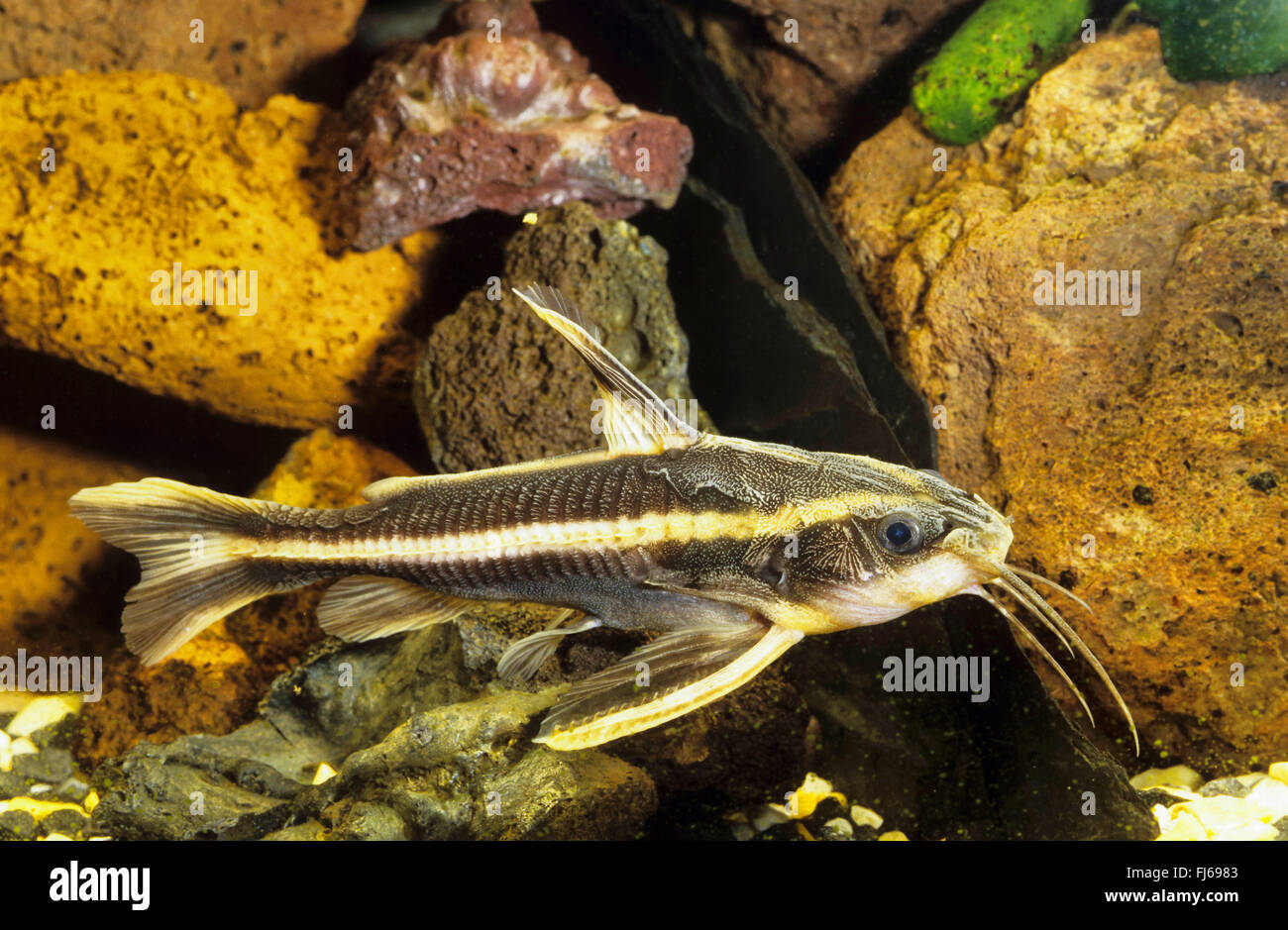 Striped raphael catfish (Platydoras costatus, Silurus costatus, Platydoras helicophilus), swimming Stock Photo