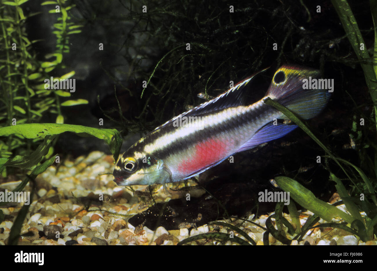 Rainbow Cichlid, kribensis, Purple cichlid, Dwarf rainbow cichlid, Common krib (Pelvicachromis pulcher, Pelmatochromis pulcher), swimming Stock Photo