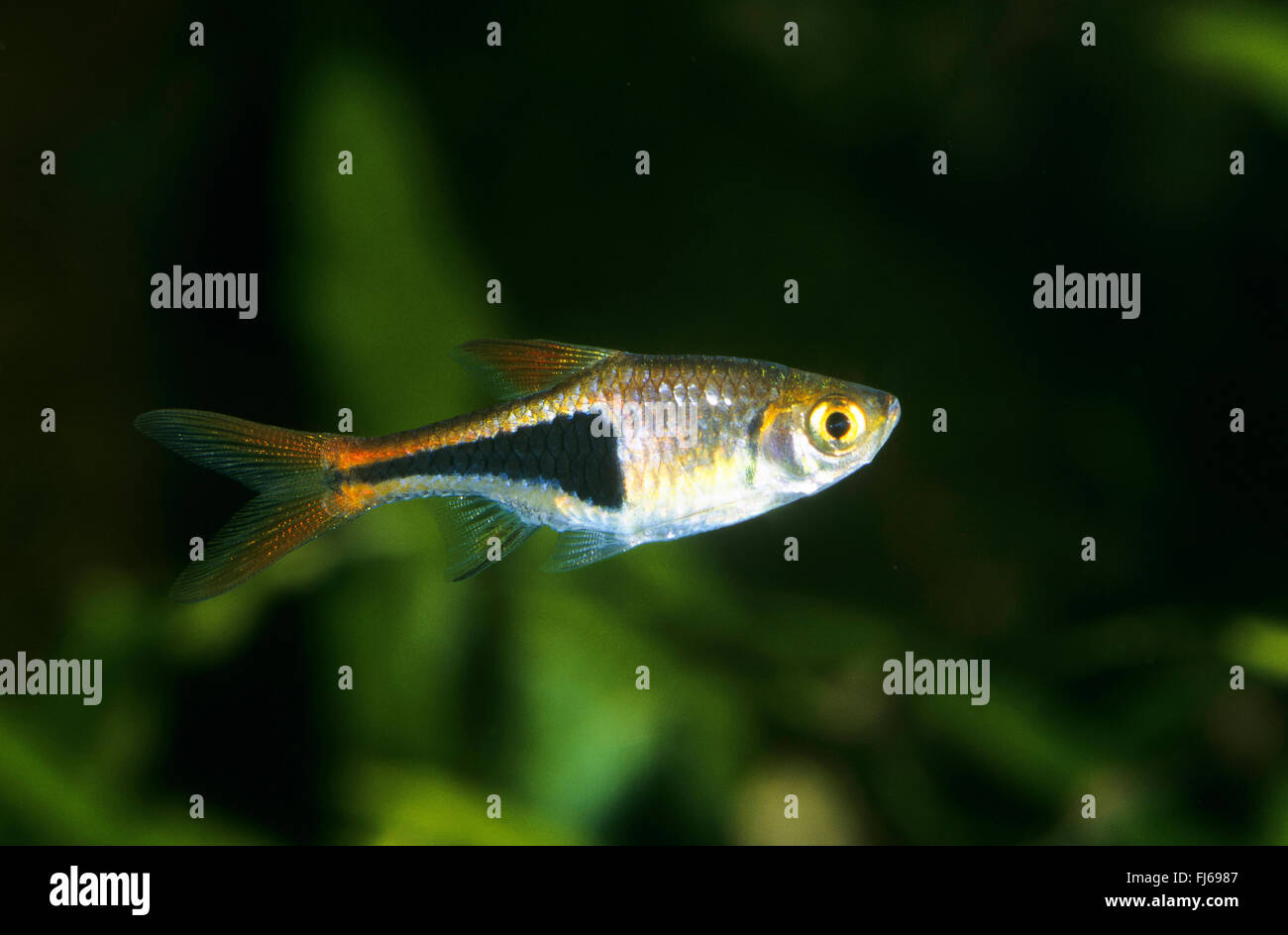 Harlequin Rasbora, Harlequin fish (Trigonostigma heteromorpha, Rasbora heteromorpha), swimming Stock Photo