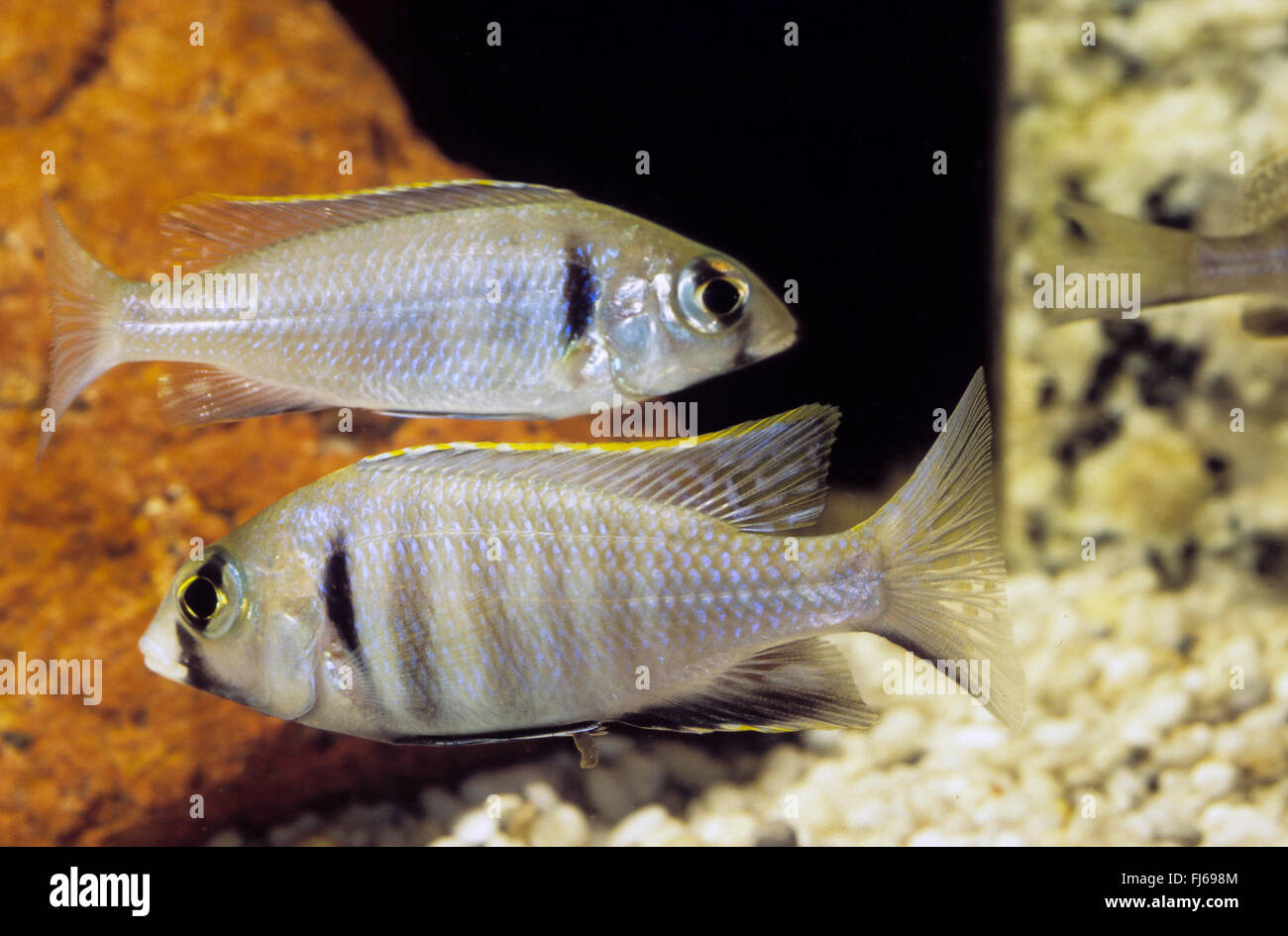Golden tropheops, Deepwater hap (Placidochromis electra, Haplochromis electra, Cyrtocara electra), two Golden tropheops Stock Photo