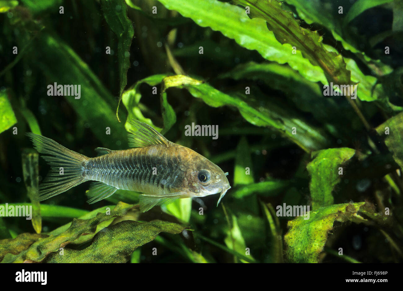 Bronze corydoras, Green corydoras, Bronze catfish, Lightspot corydoras, Wavy catfish (Corydoras aeneus), swimming Stock Photo