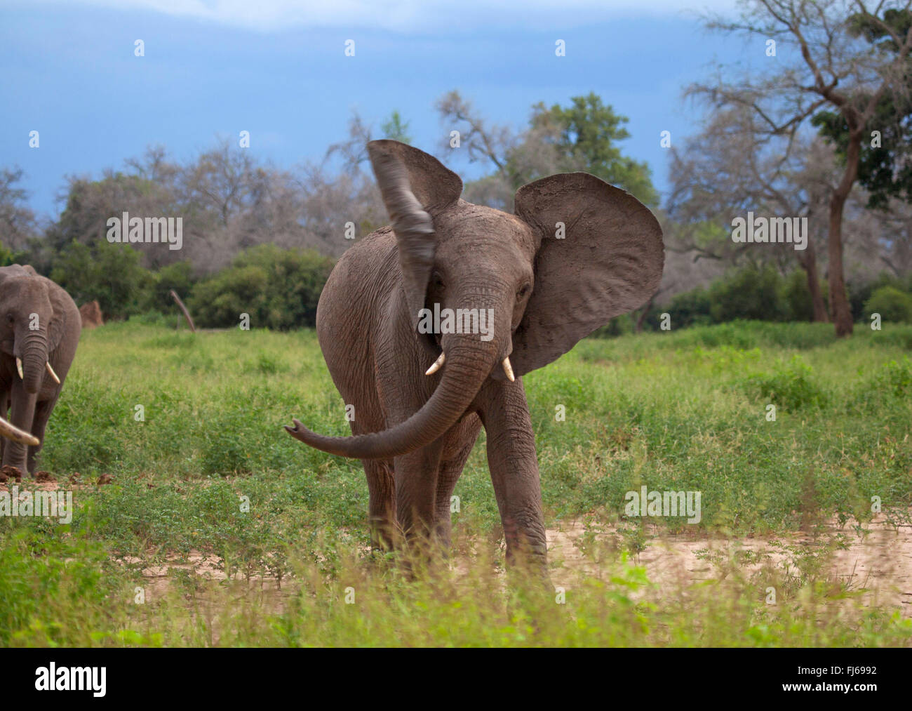 African elephant (Loxodonta africana), cow elephant in threatening posture, flapping with her ears , South Africa Stock Photo