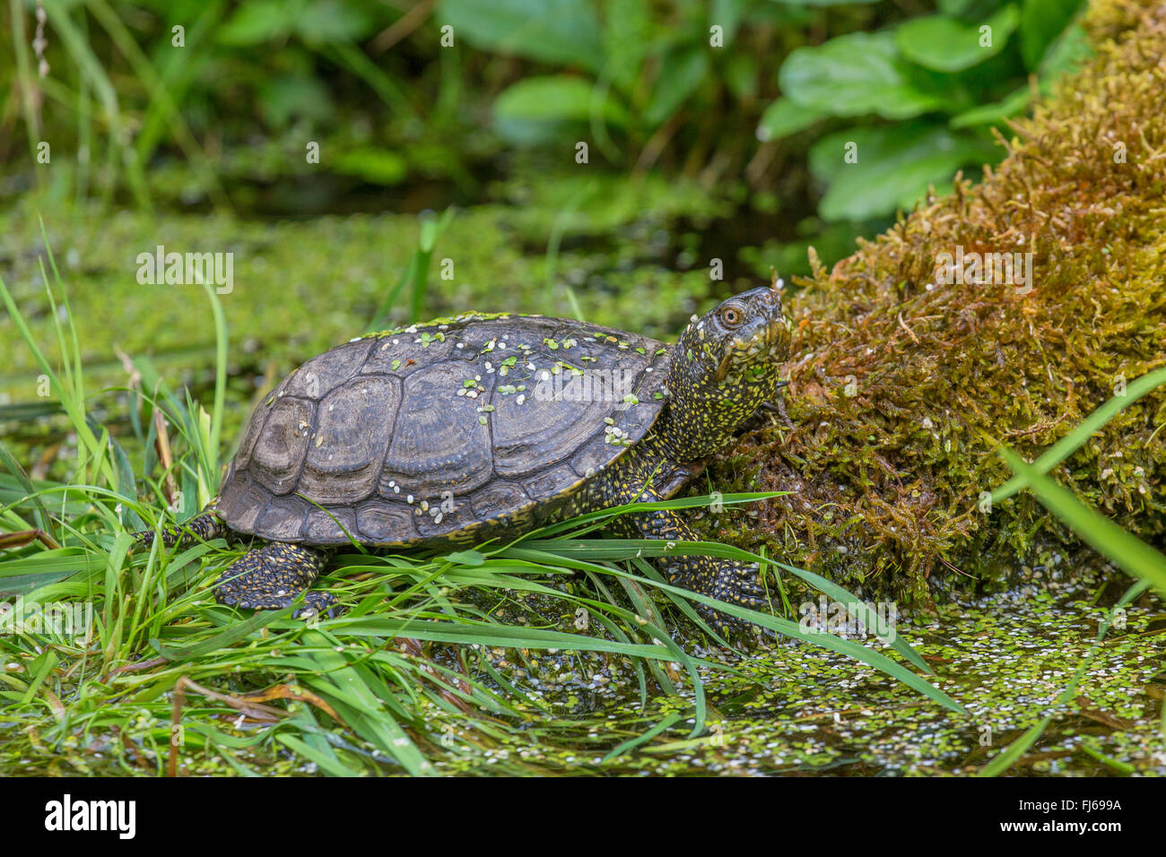 European pond terrapin, European pond turtle, European pond tortoise