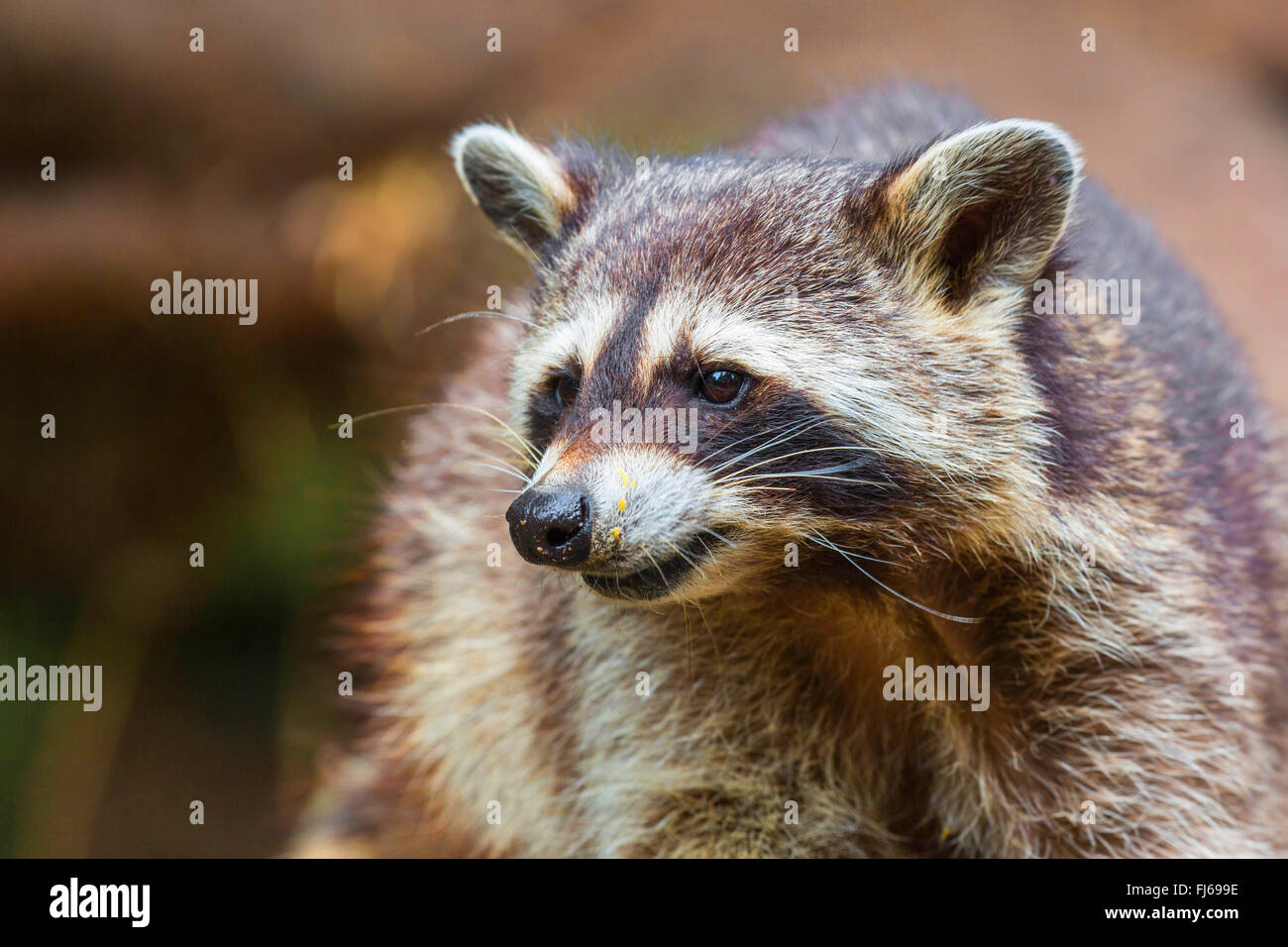 common raccoon (Procyon lotor), portrait, Germany Stock Photo