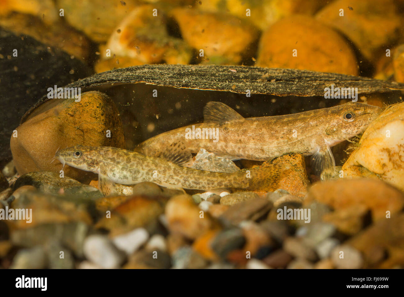 stone loach (Noemacheilus barbulatus, Barbatula barbatula, Nemacheilus barbatulus), taking shelter under a shell Stock Photo