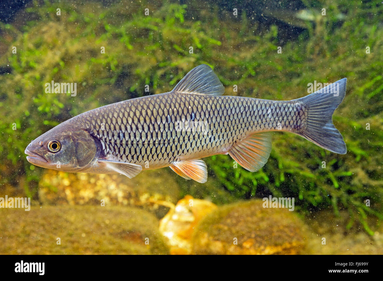 chub (Leuciscus cephalus), swimming chub, underwater photo, Germany Stock Photo