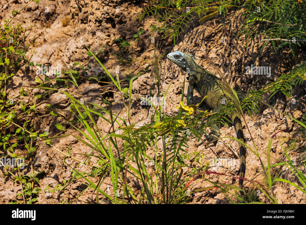 Iguana (Iguana ( squamate reptile)  Hunting OnThe River Bank Santarem Brazil Stock Photo