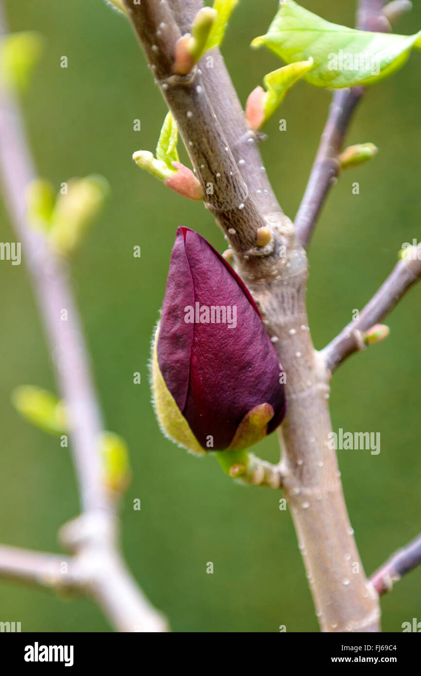 saucer magnolia (Magnolia soulangiana 'Genie', Magnolia soulangiana