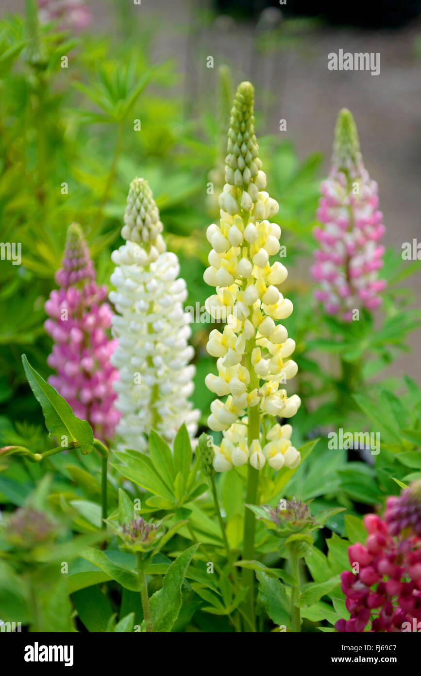 bigleaf lupine, many-leaved lupine, garden lupin (Lupinus polyphyllus), blooming in differenz colours, Germany Stock Photo