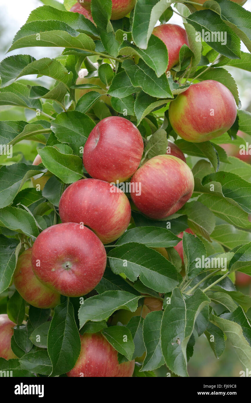 Apple tree malus domestica sonate hires stock photography and images
