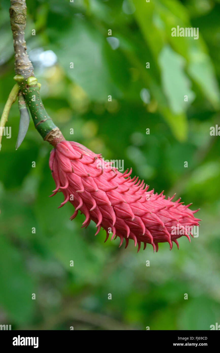 Umbrella Magnolia, Umbrella Tree, Magnolia Parasol (Magnolia tripetala), fruit, Germany, N'Djamena Stock Photo