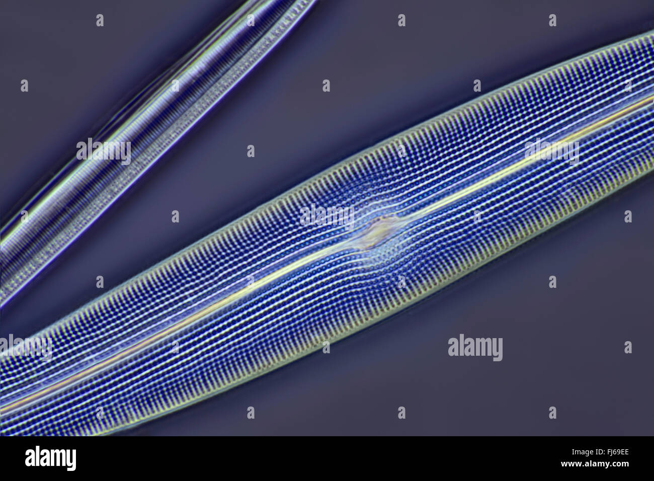 Diatomeae hi-res stock photography and images - Alamy