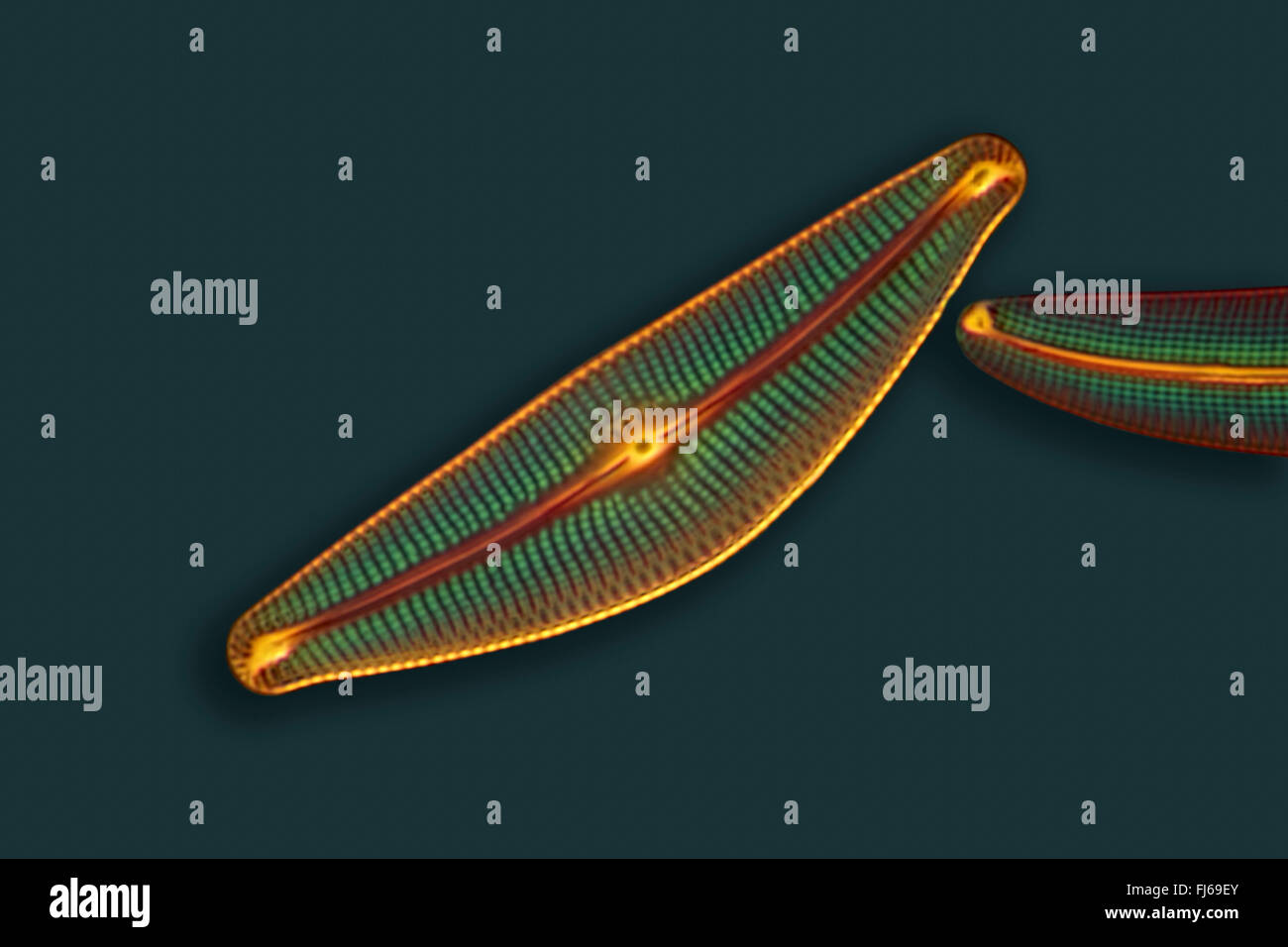 diatom (Diatomeae),  Phase contrast microscopy Stock Photo