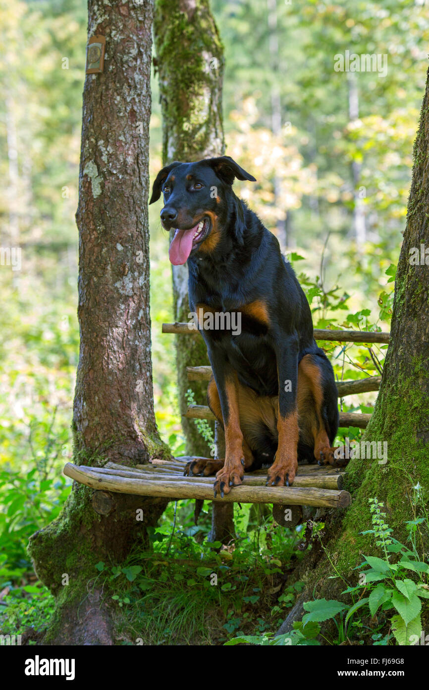 Berger de Beauce, Beauceron (Canis lupus f. familiaris), sitting with tongue hanging out on a bench in the forest Stock Photo