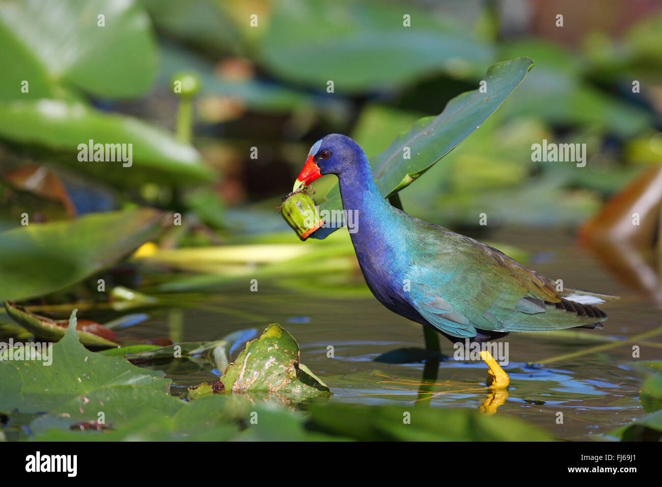 purple gallinule, American purple gallinule (Gallinula martinica, Porphyrula martinica, Porphyrio martinica), walks on water lily leaves, USA, Florida, Everglades National Park Stock Photo