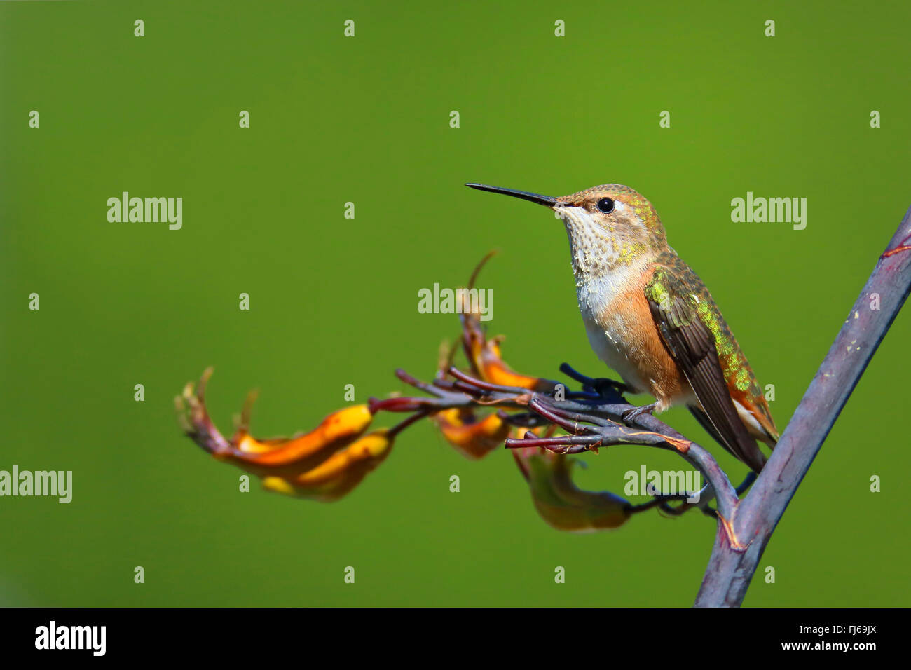rufous hummingbird (Selasphorus rufus), female sits on a flower, Canada ...