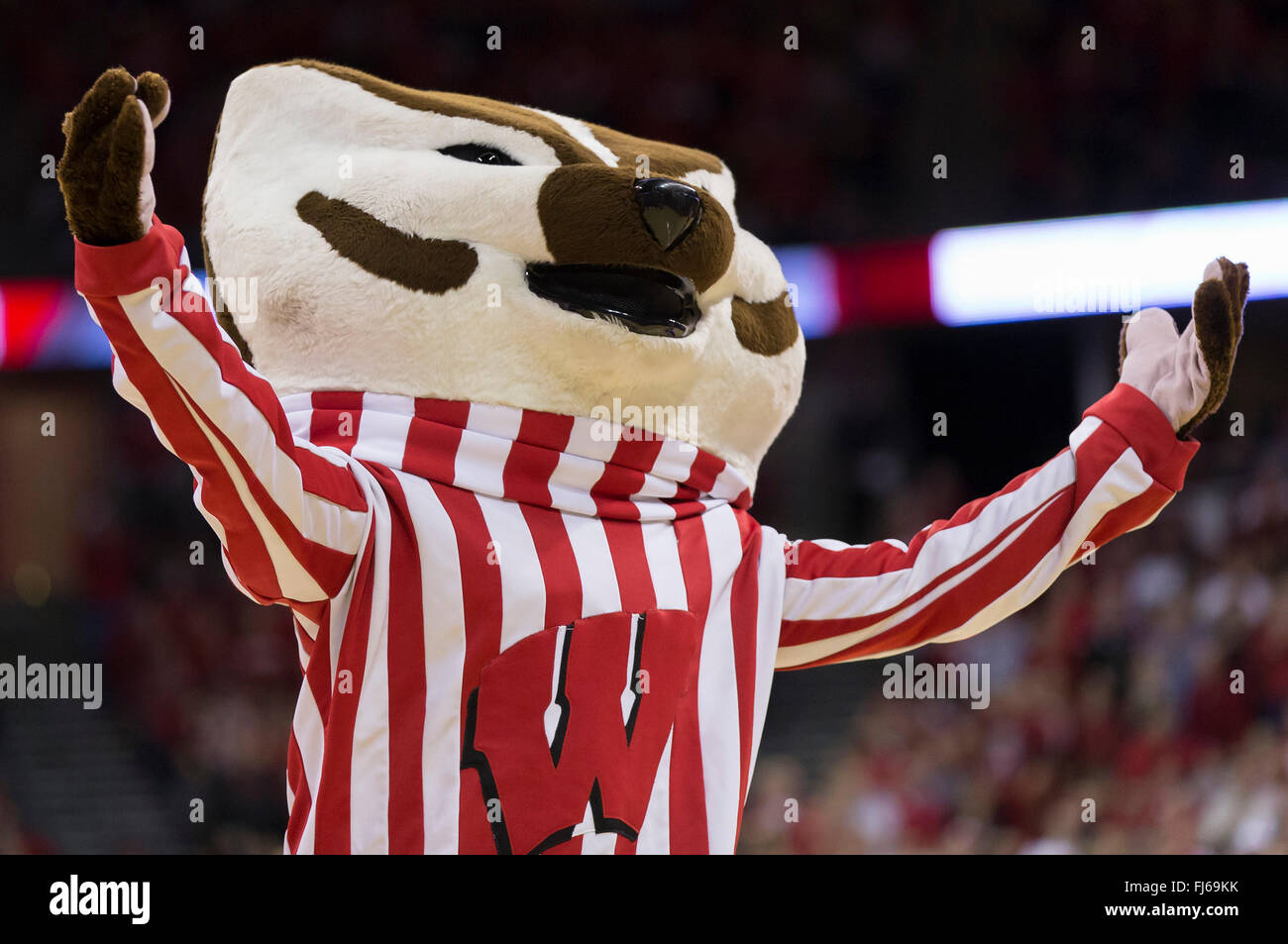 Madison, WI, USA. 28th Feb, 2016. Bucky Badger during the NCAA Basketball game between the Michigan Wolverines and the Wisconsin Badgers at the Kohl Center in Madison, WI. Wisconsin defeated Michigan 68-57. John Fisher/CSM/Alamy Live News Stock Photo