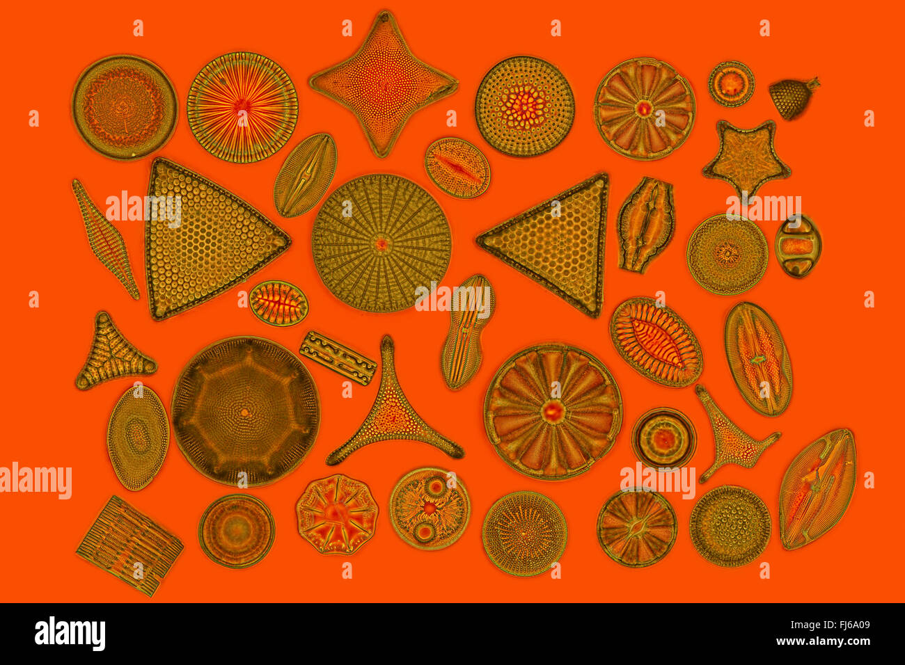 diatom (Diatomeae), different arranged diatoms Stock Photo