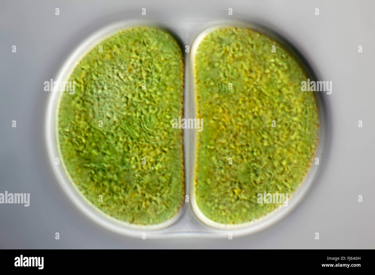 blue-green alga (Chroococcus spec.), cell division Stock Photo