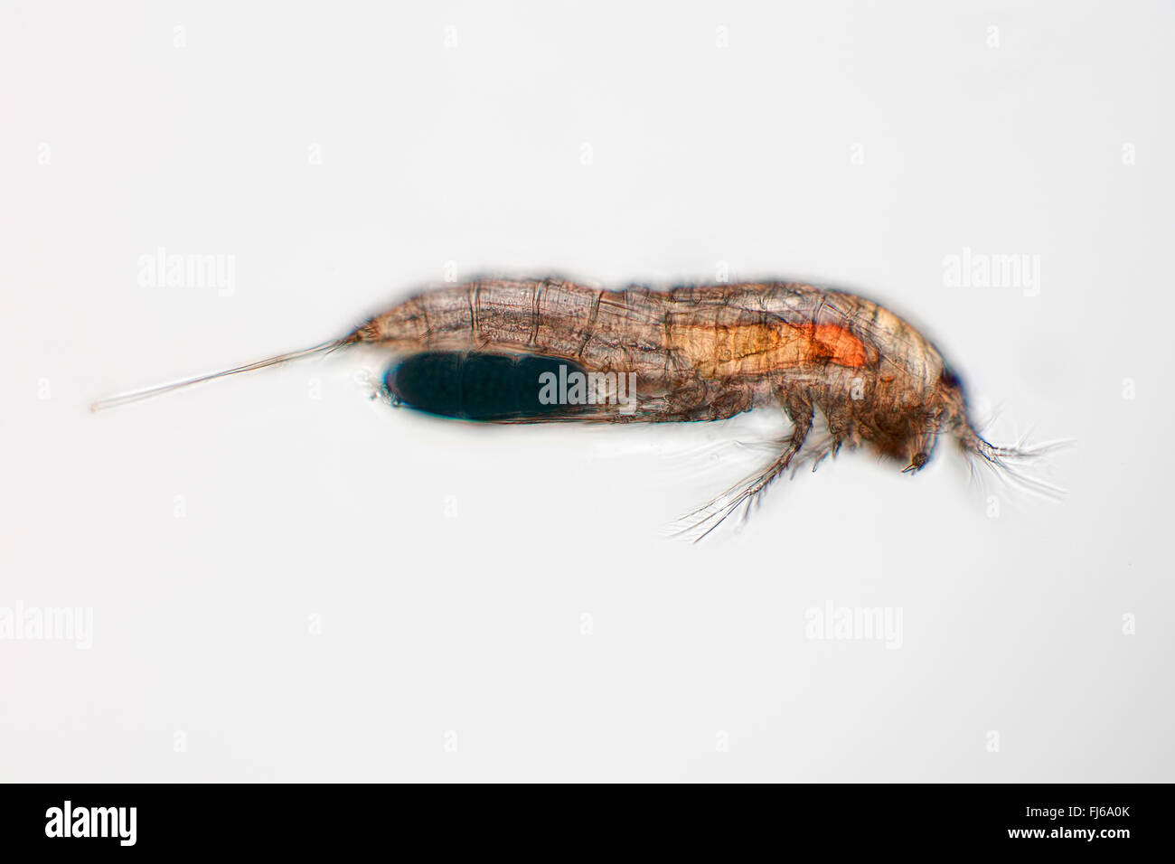 copepods (Copepoda), female Stock Photo