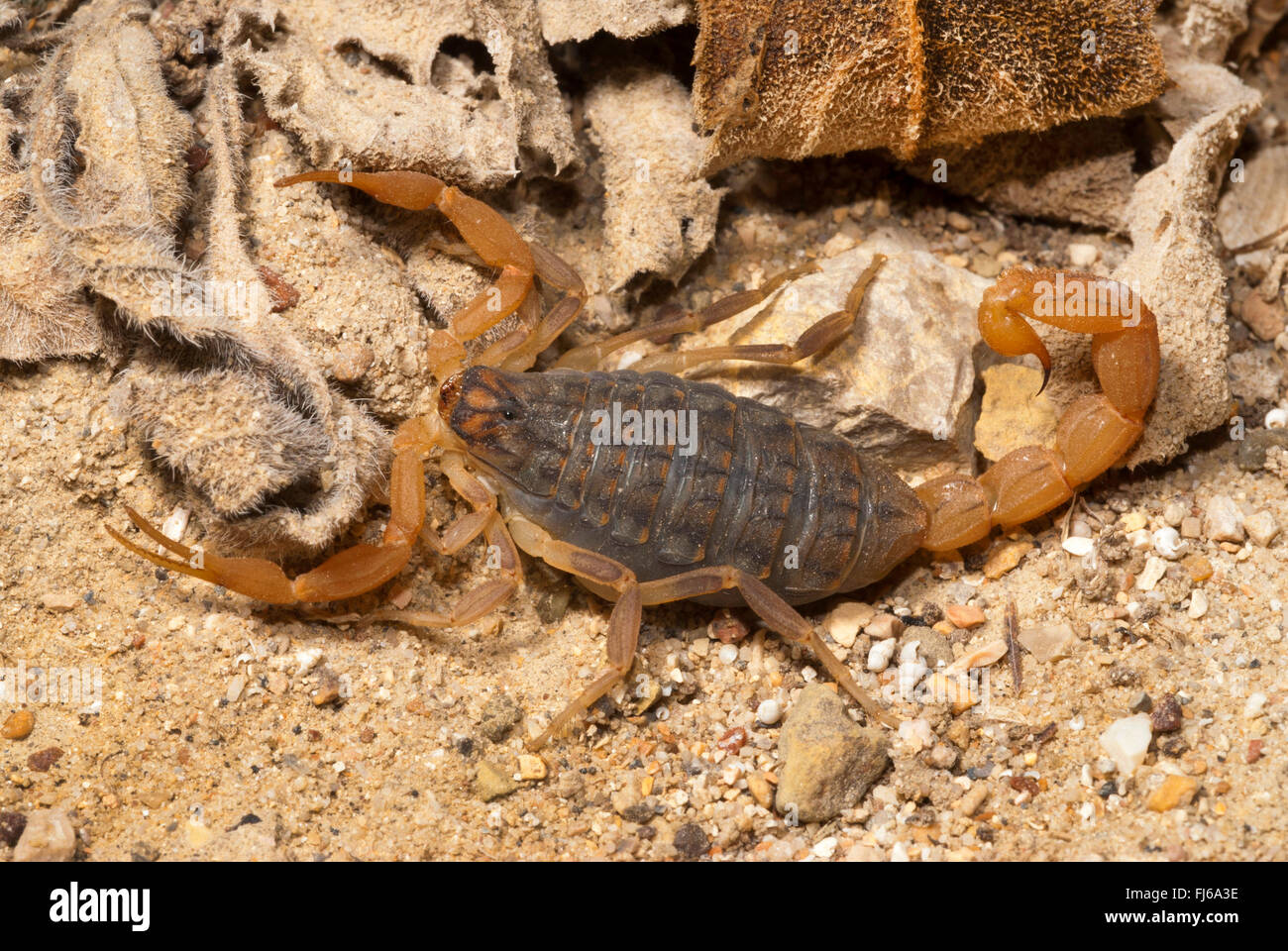 Mediterranean checkered scorpion (Mesobuthus gibbosus), on sandy ground, Greece, Peloponnese Stock Photo