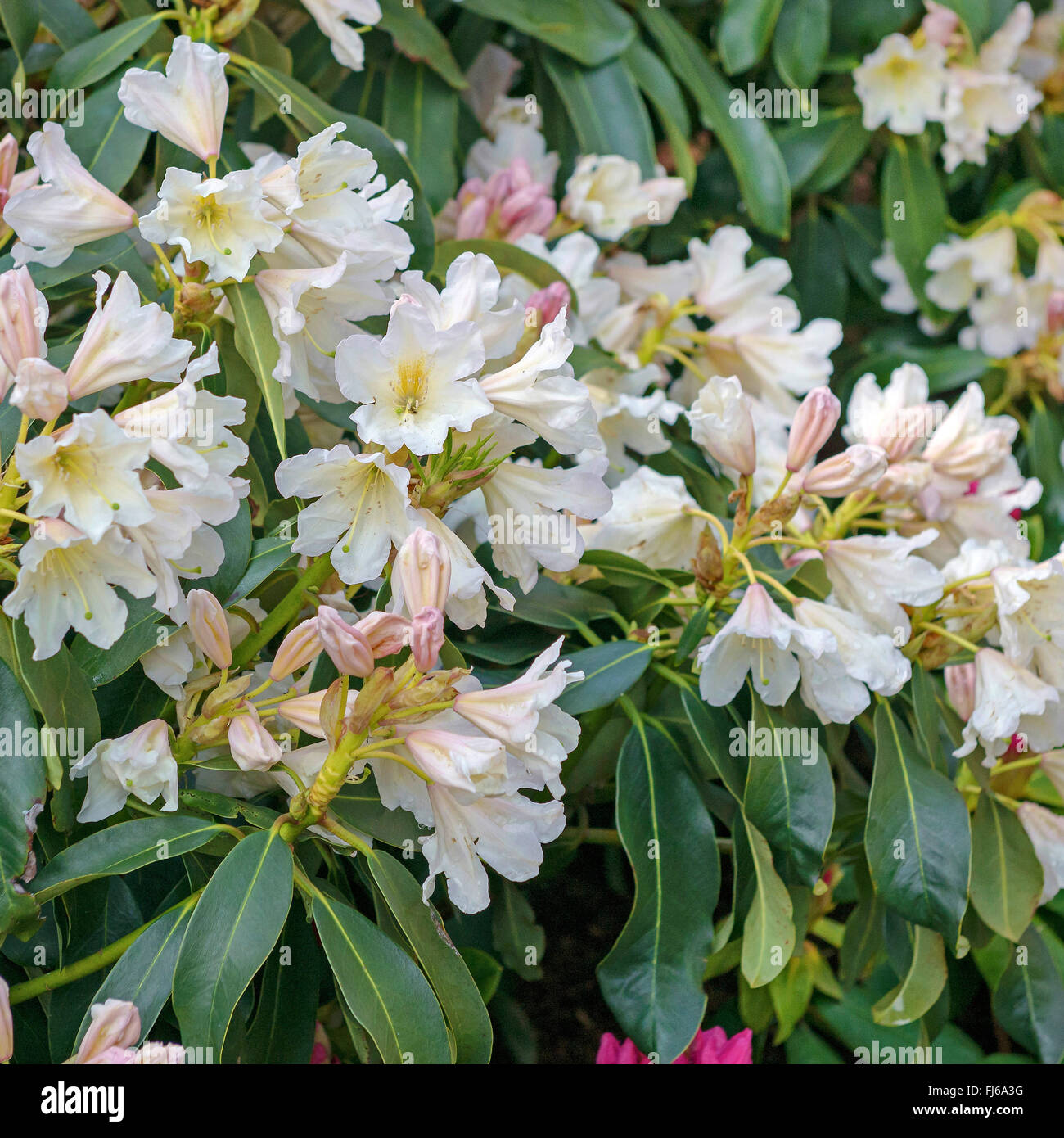 rhododendron (Rhododendron 'Dufthecke', Rhododendron Dufthecke), cultivar Dufthecke Stock Photo