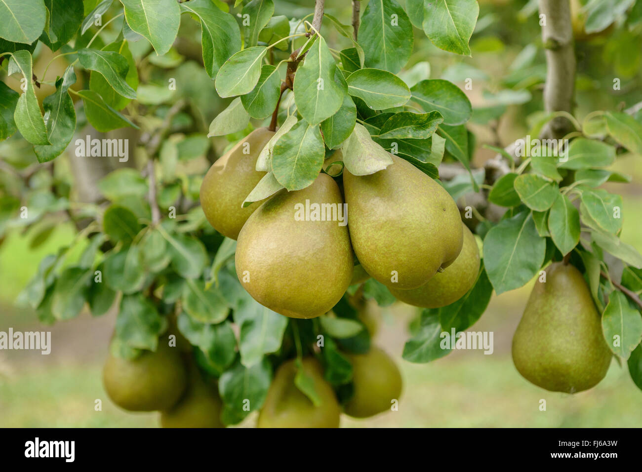 Common pear (Pyrus communis 'PrÚsident HÚron', Pyrus communis PrÚsident HÚron), peras on a tree, cultivar PrÚsident HÚron, Germany Stock Photo