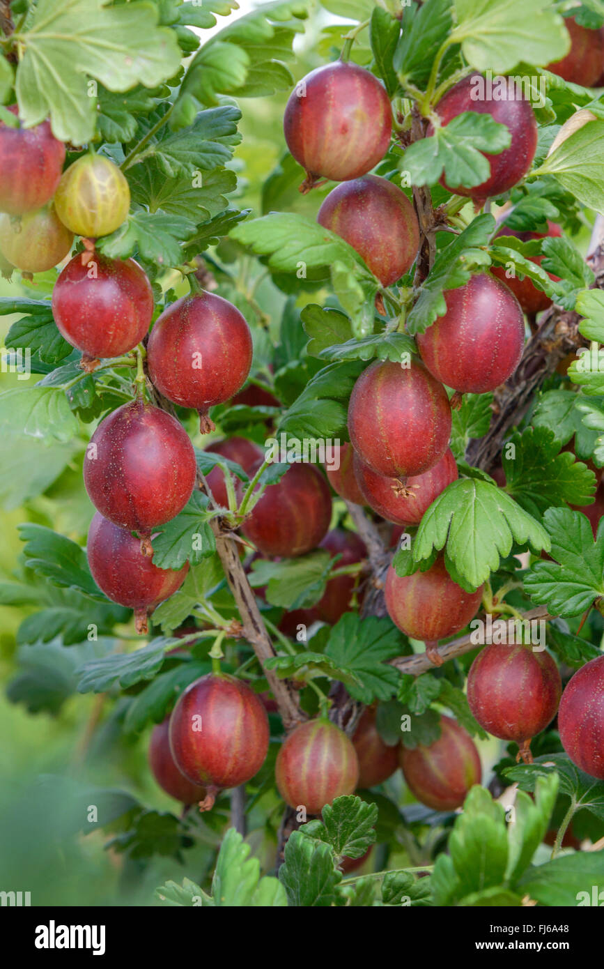 wild gooseberry, European gooseberry (Ribes uva-crispa 'Redeva', Ribes uva-crispa Redeva), cultivar Redeva Stock Photo