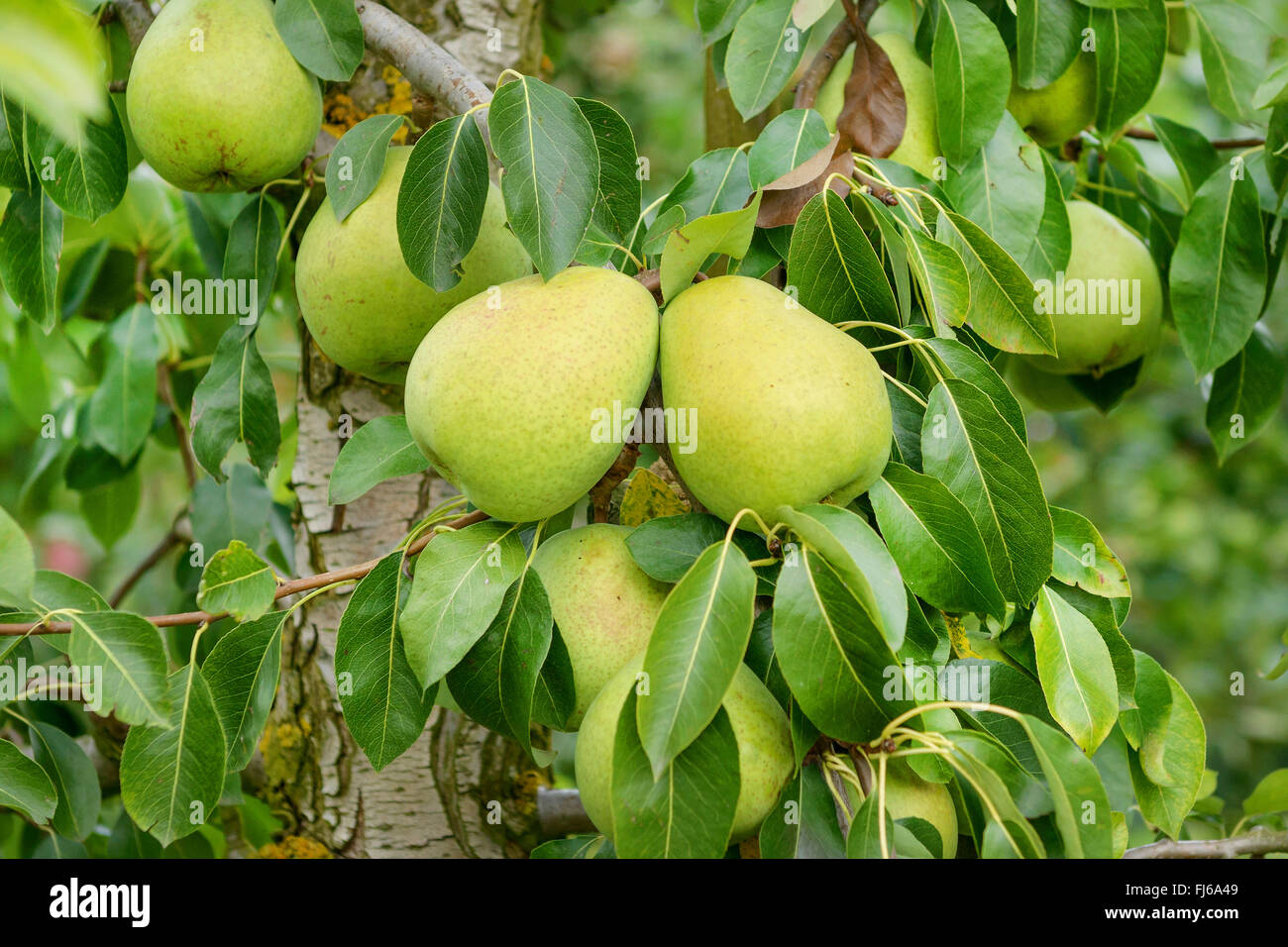 Common pear (Pyrus communis 'Alexander Lucas', Pyrus communis Alexander Lucas), peras on a tree, cultivar Alexander Lucas, Germany Stock Photo