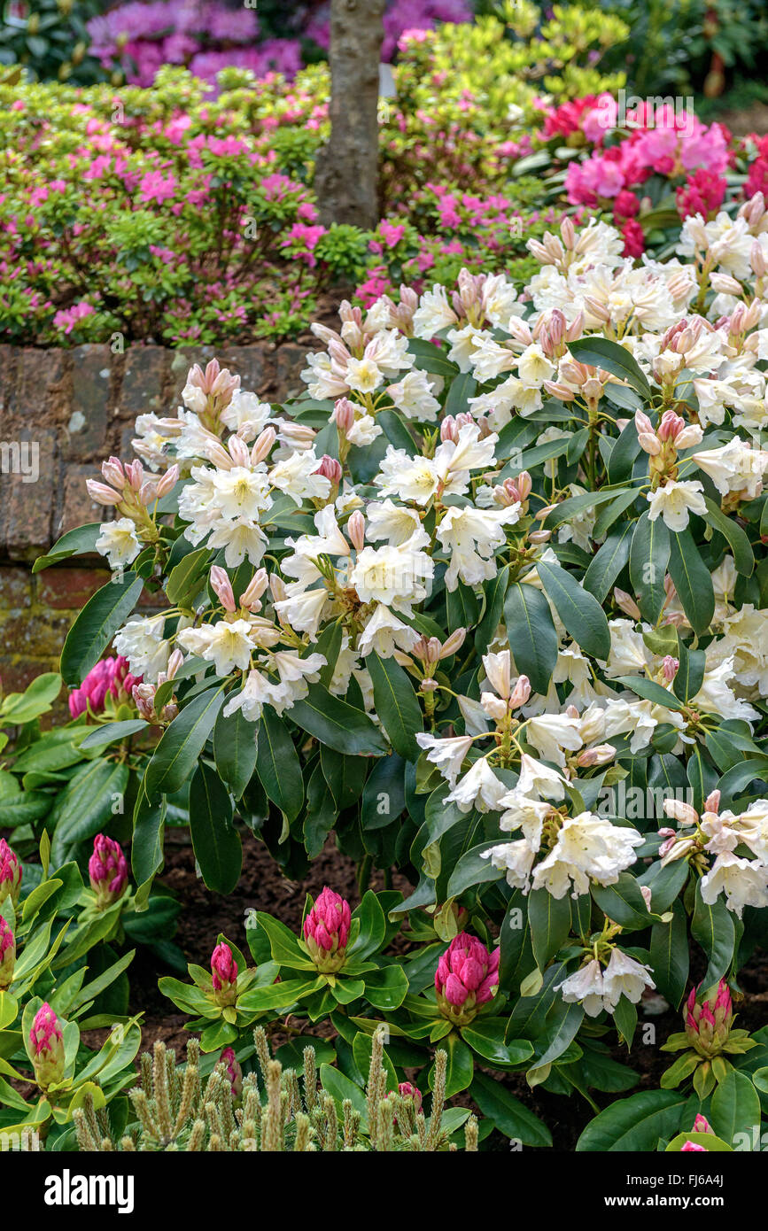 rhododendron (Rhododendron 'Dufthecke', Rhododendron Dufthecke), cultivar Dufthecke Stock Photo